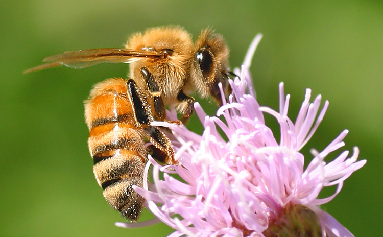 Bee!