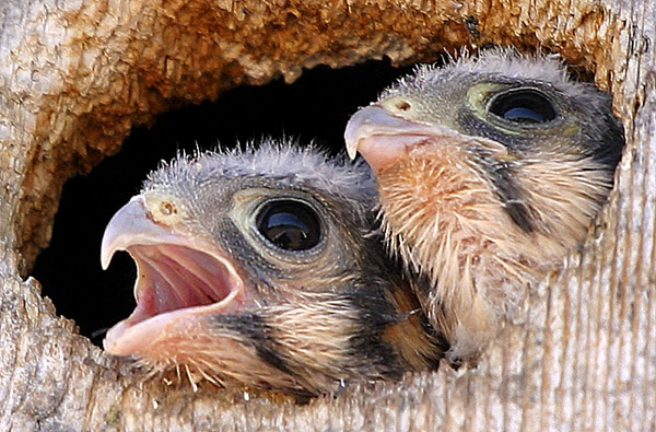 Falcon Chicks!