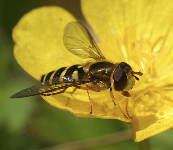 Fly II !