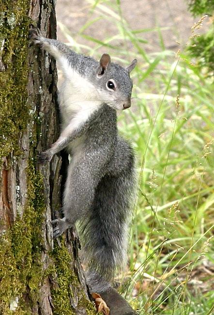 Cautious Sqirrel!