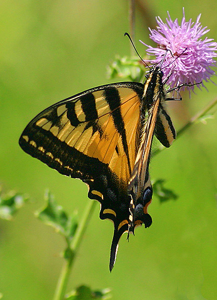 Butterfly!