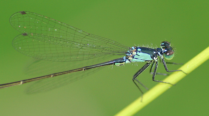 Another Damselfly!