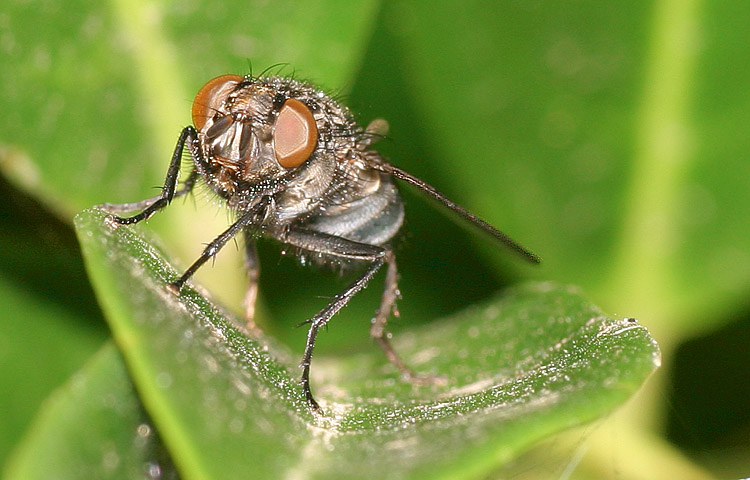 Fly!