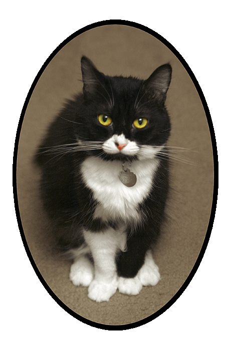 Cat Portrait