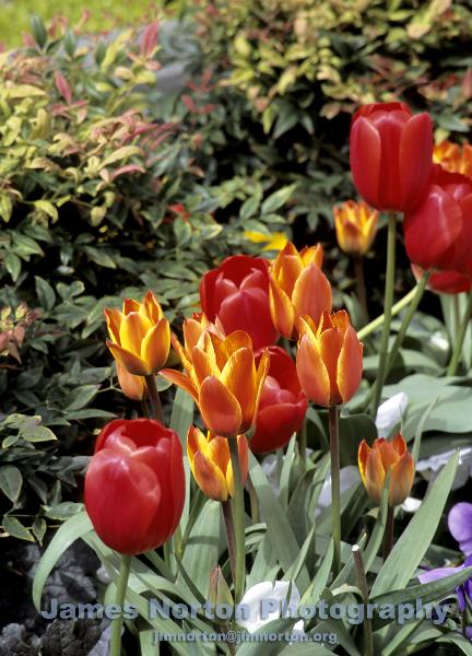 Spring Flowers!