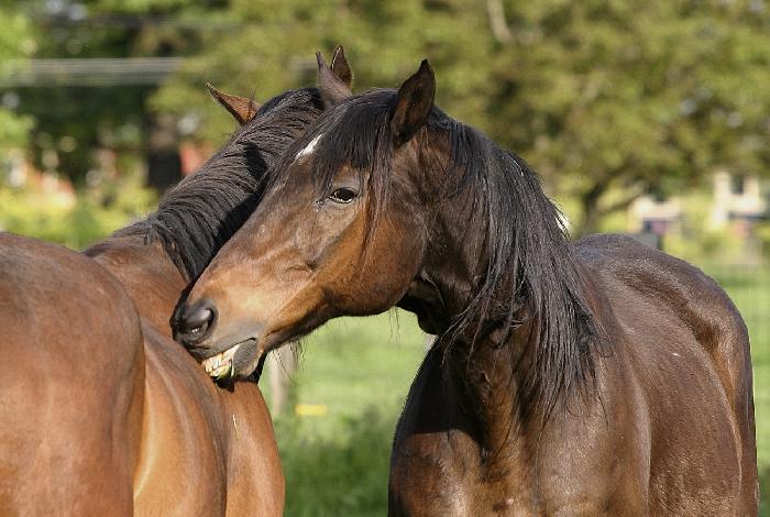 Horse Whispering!