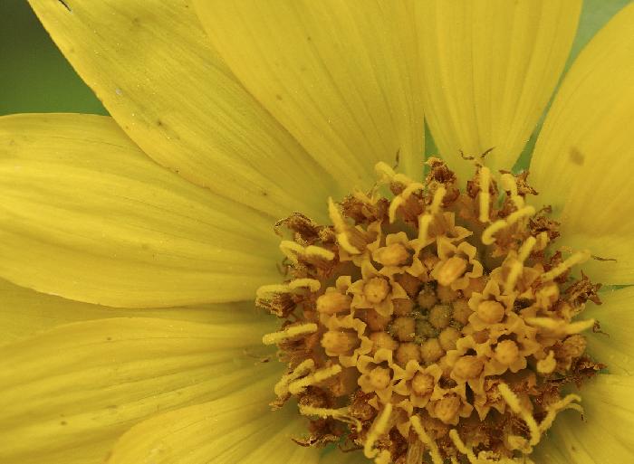 Sunflower II