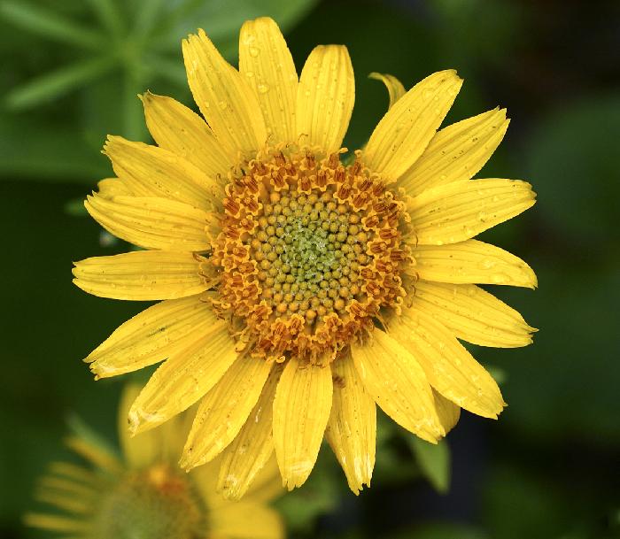 Yellow Flower!