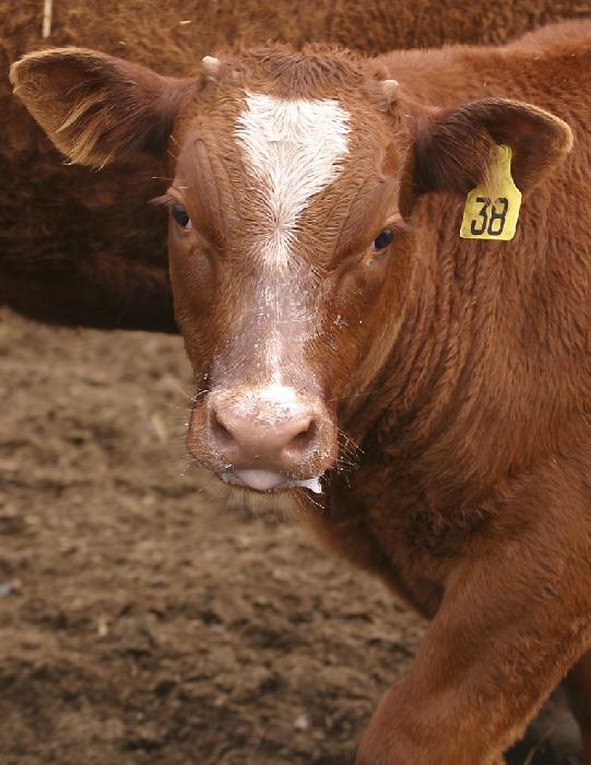 Cow #38