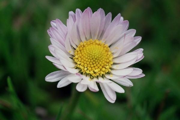 Daisy!