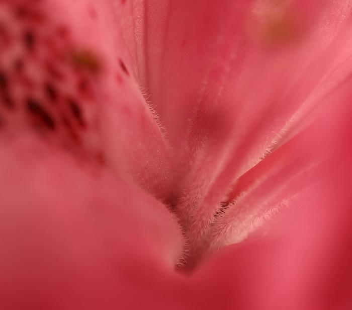 Rhodadendrom Macro