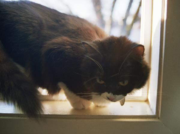 Friday Cat Photoblogging - Oreo
