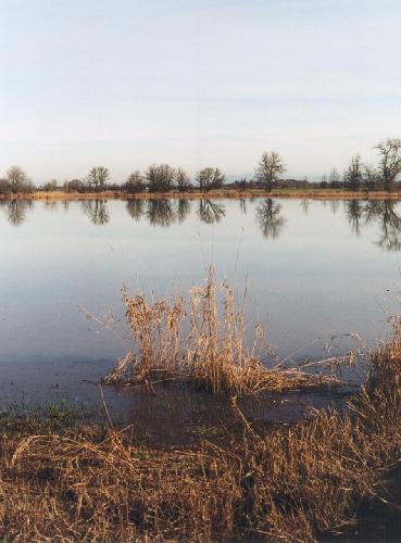 Finley Wildlife Refuge Pond