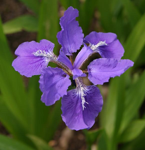 Chinese Garden Purple Iris