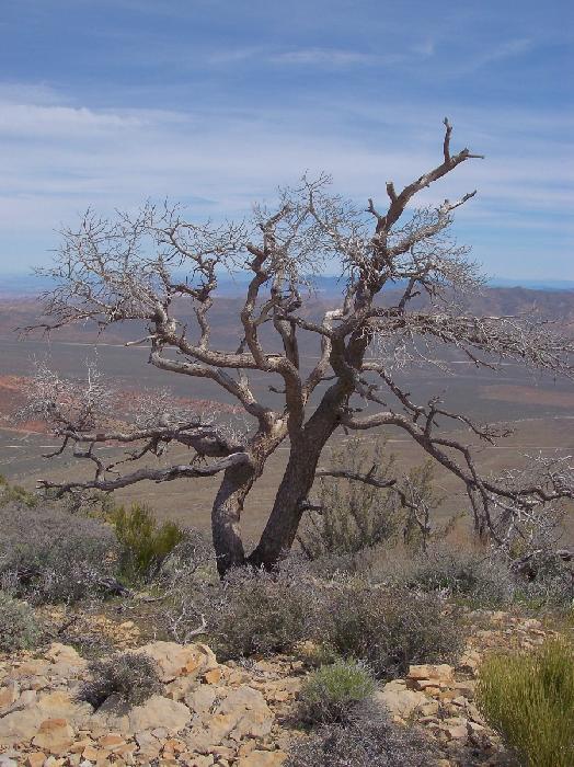 Desert Tree