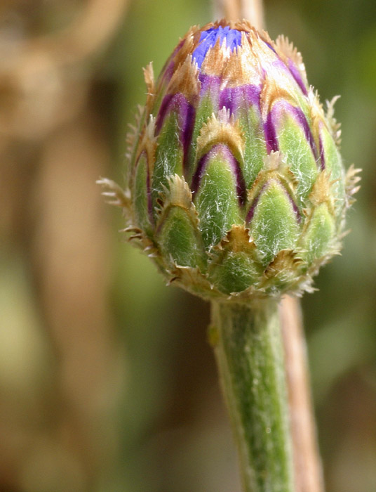 Flower Bud!