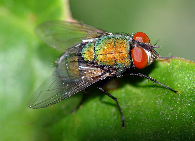 Colorful Fly!