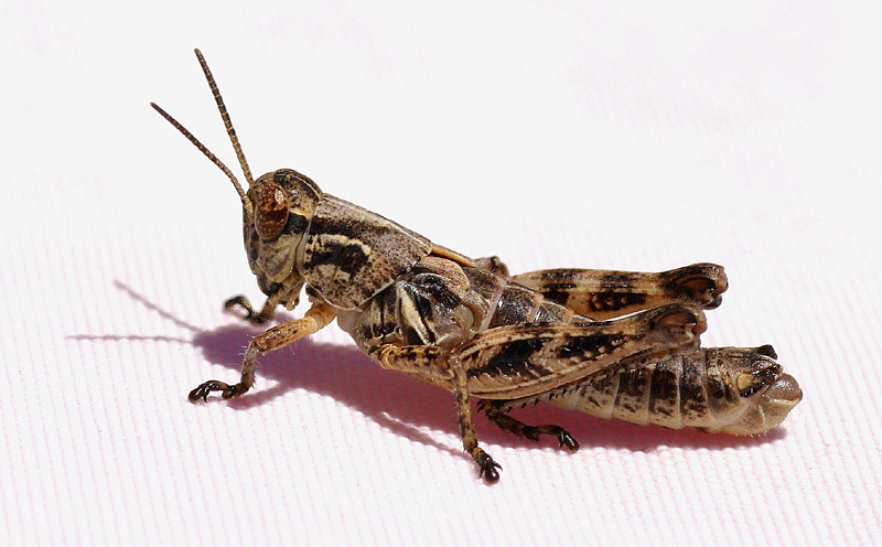 Grasshopper Macro #2