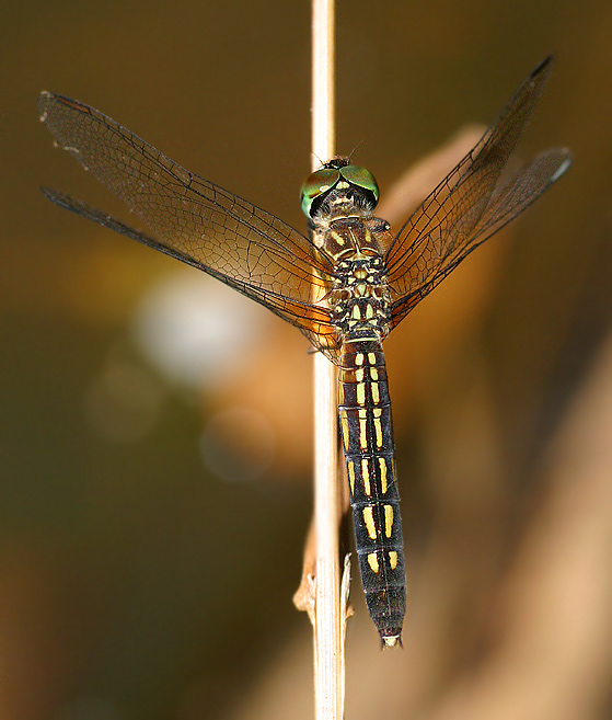Colorful Dragonfly!