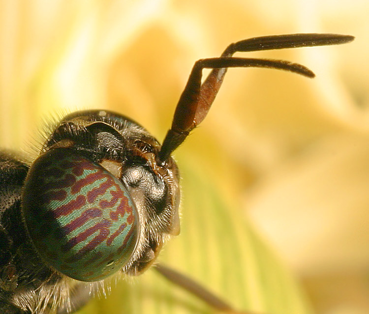 Bug Eye!