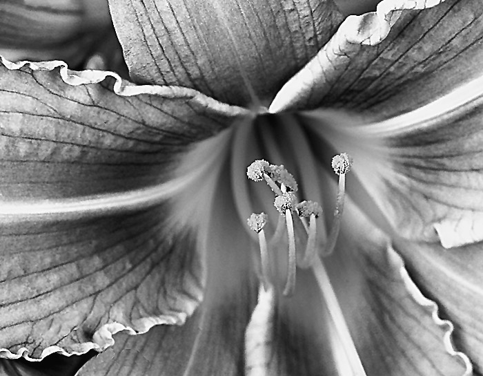 Tiger Lily in Black and White