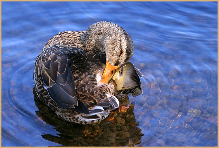 Preening Duck