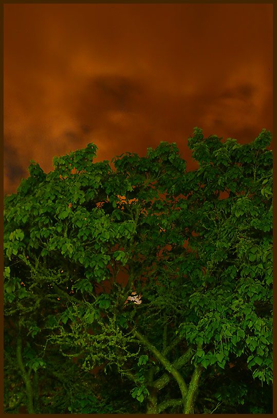 Moonlit Night