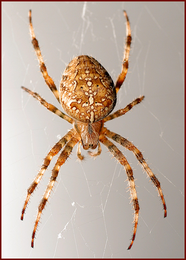 Spider on the Porch