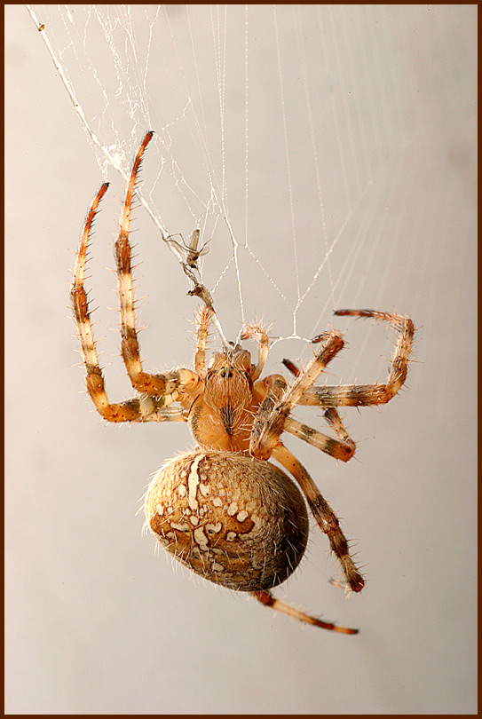 Porch Spider Catches Food