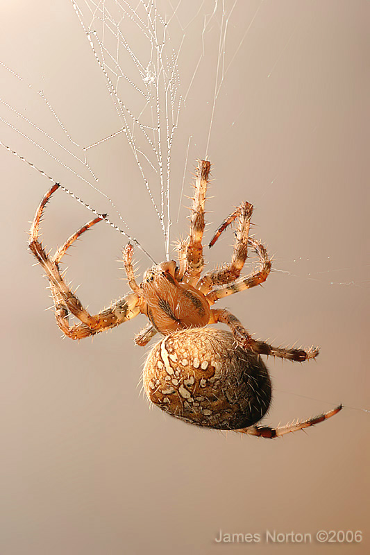Spider Rebuilds Web