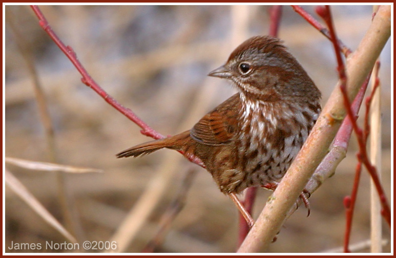 Little Red Brownish Bird!