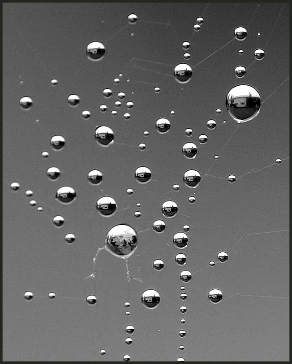 Web of Lenses!