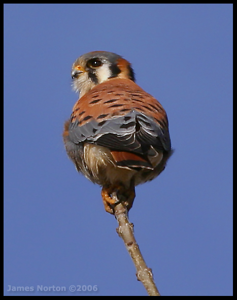 American Kestrel 