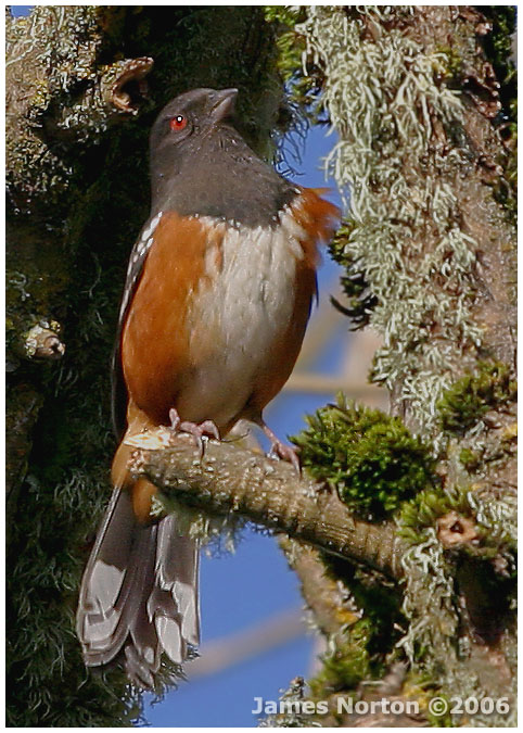 Bird -- Spotted Towhee