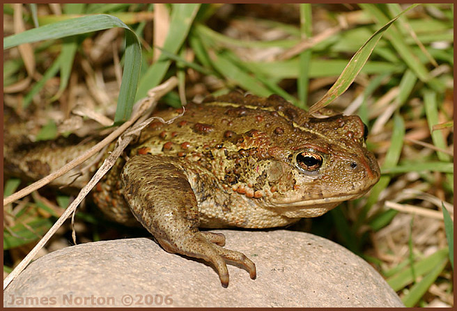 Frog in Field