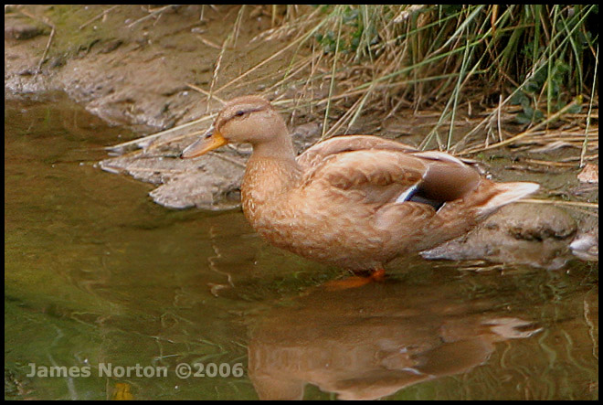 Duck found at a local stream...