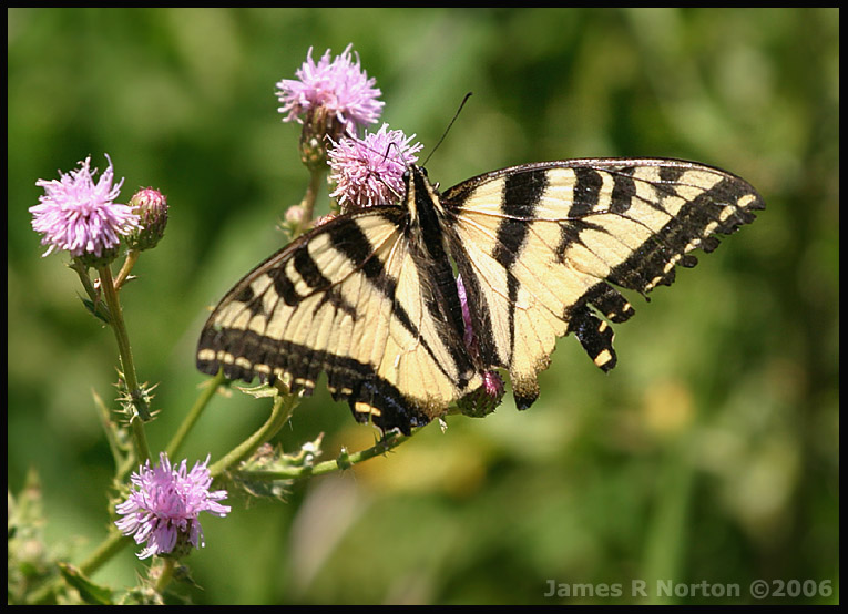 Butterfly!