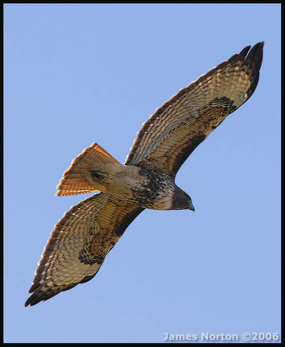 Red-Tailed Hawk in Flight!
