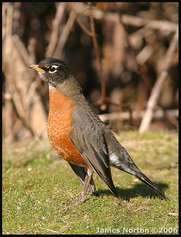 Common Robin!