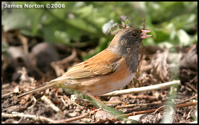 Dark-eyed Junco ( Oregon Form ) Feeding on Seed