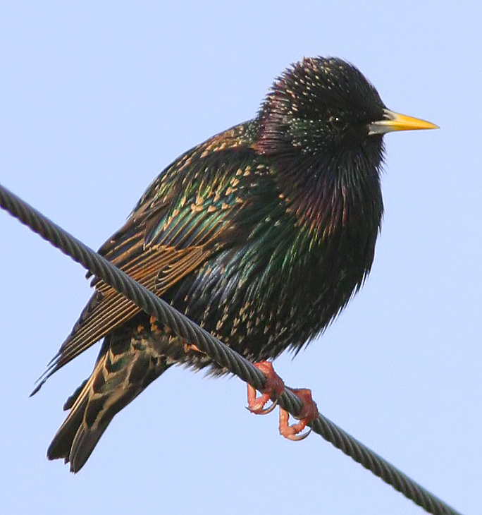 Starling on a Wire!