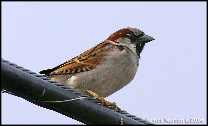 Male House Sparrow in Breeding Colors