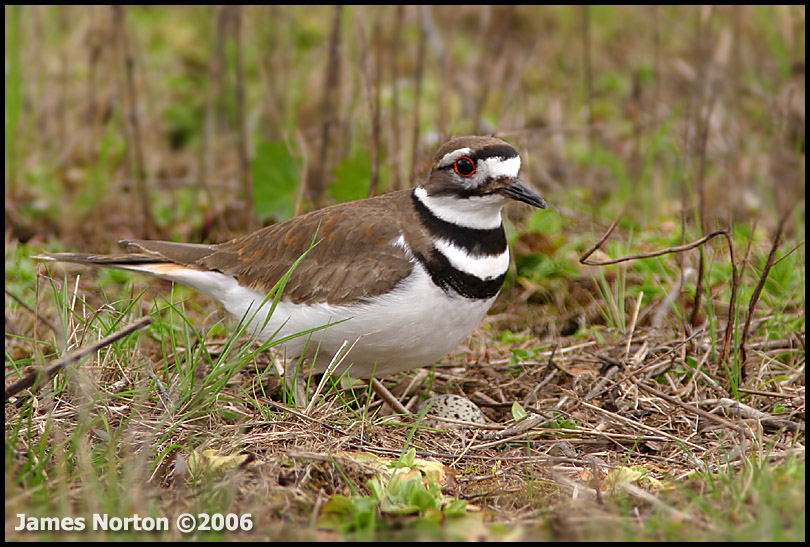 Killdeer Watches Over It's Egg!