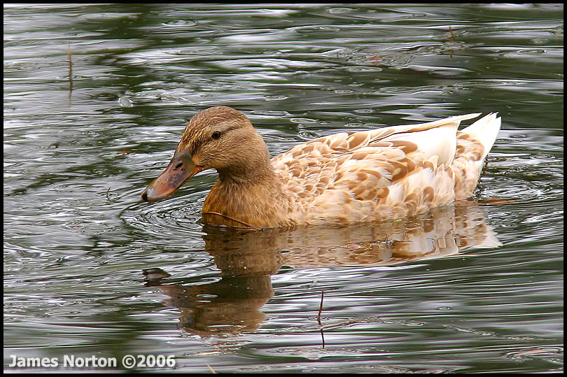 Adult Female Mallard Duck!