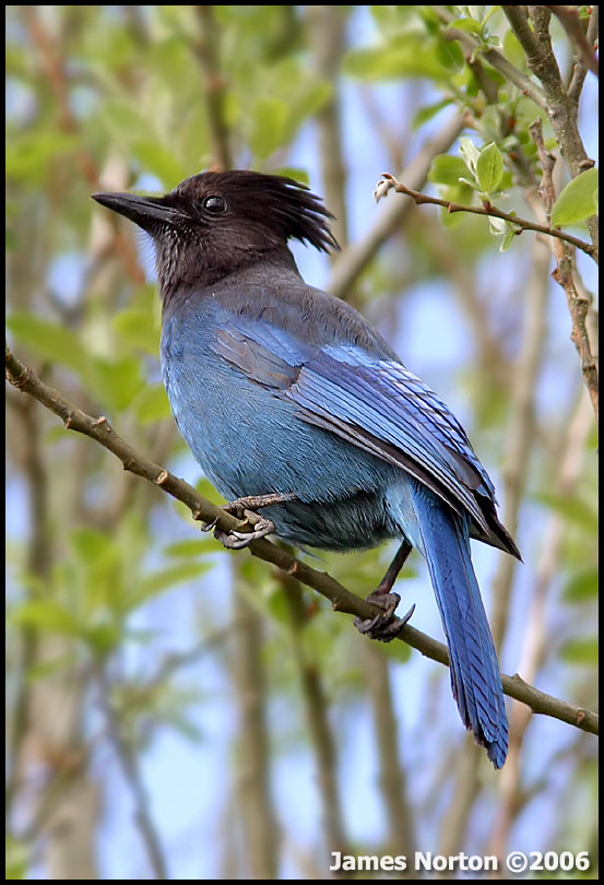 Stellars Jay!