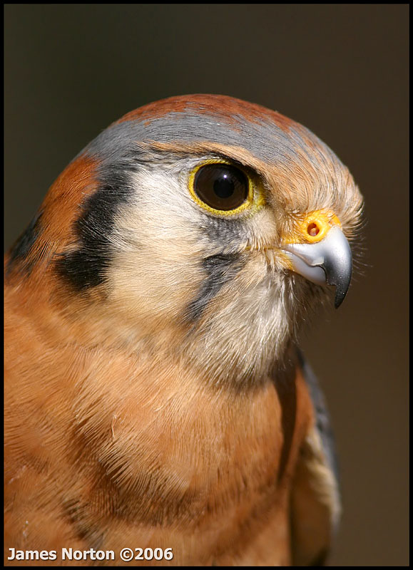 American Kestrel!