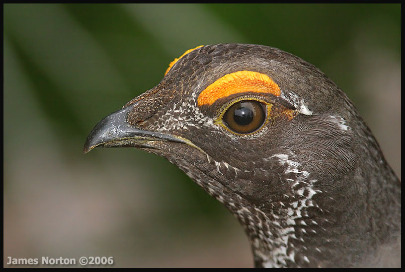Male Blue Grouse Portrait!