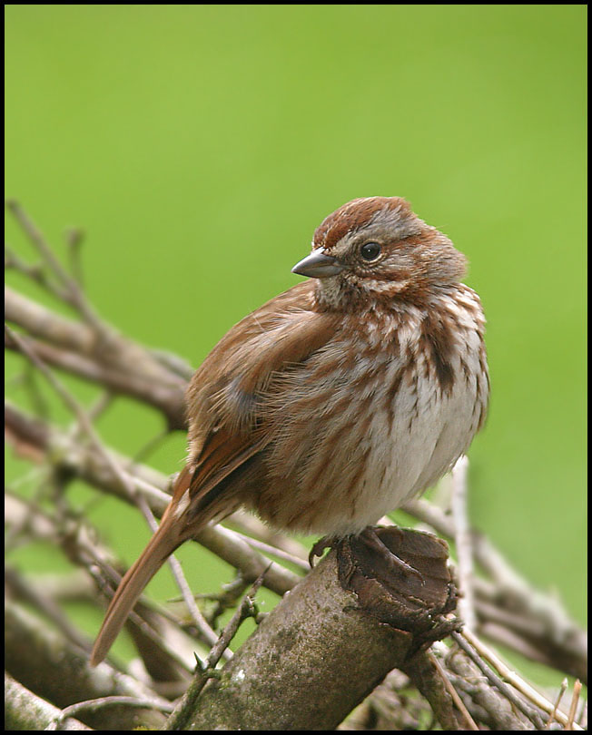 House Sparrow In It's Natural Habitat