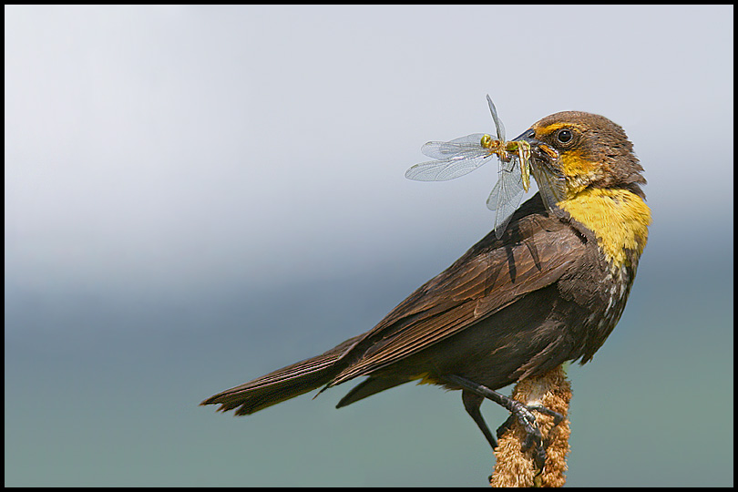 Female Yellow-Headed Blackbird with Lunch!