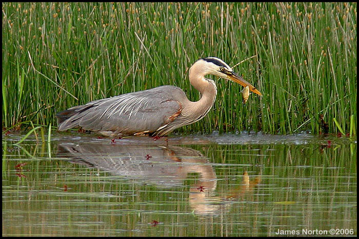 Great Blue Heron Catches Fish!